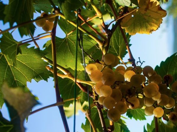 a bunch of grapes hanging from a vine